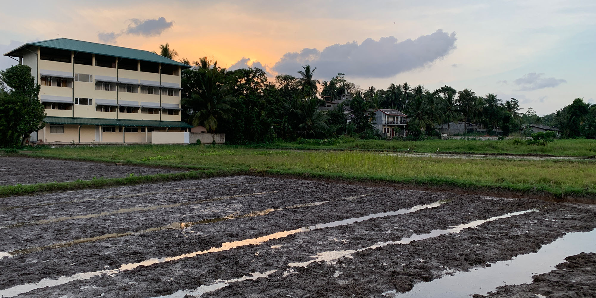 Cover Image for Let's Organically Cultivate a Paddy Field