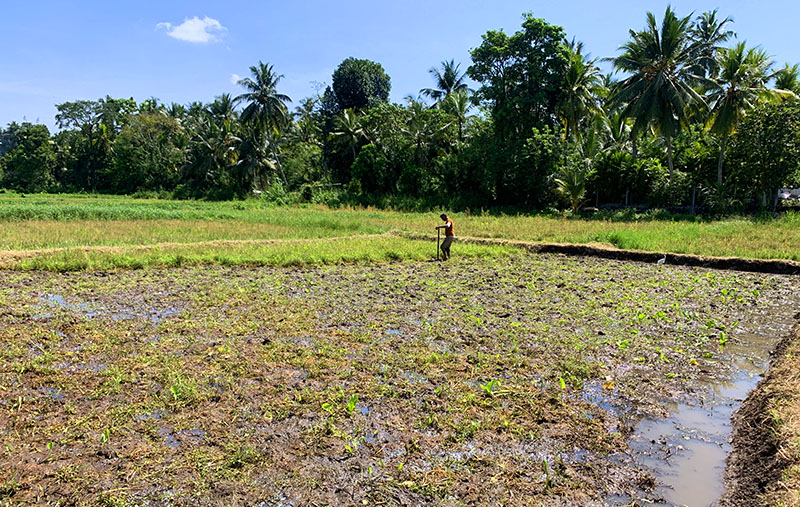 Preparing the land