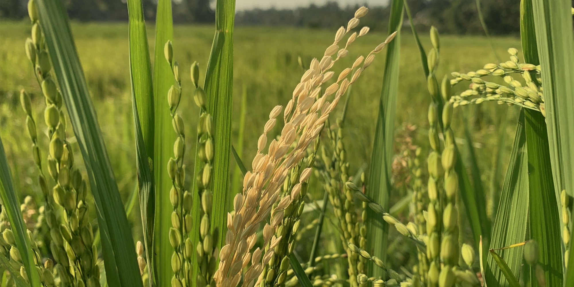 Cover Image for Paddy Field Project Round 1